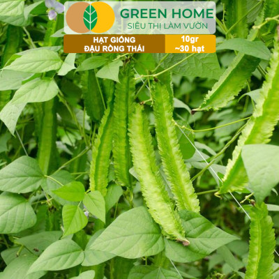 Hạt Giống Đậu Rồng Thái, Greenhome, Gói 10GR~30 hạt, Dễ Trồng Quanh Năm, Nảy Mầm Cao, T35