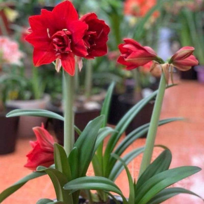 Củ hoa lan huệ (màu đỏ nhung) - cây cảnh để bàn - ra hoa sau 1 tháng