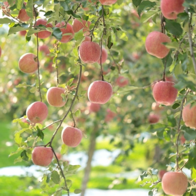 Tinh dầu Táo 100ml Mộc Mây - tinh dầu thiên nhiên nguyên chất 100% - chất lượng và mùi hương vượt trội - Có kiểm định