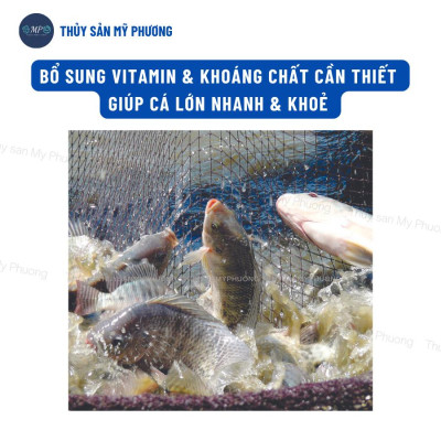 Chống sốc bổ sung vitamin điện giải khoáng Vitalec Fish Plus tăng sức đề kháng khỏe cho tôm thẻ cá lươn ếch ốc ba ba