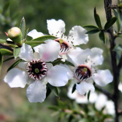 Mật Ong Manuka BlueHills MGO 400+  250gr Úc