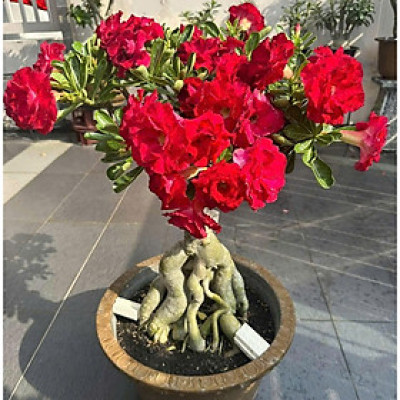 Hạt giống hoa sứ kép Thái Lan - Bịch 10 hạt – Mã số 2027