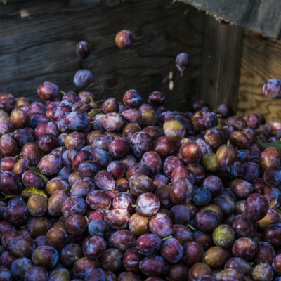 Nước Ép Mận ( Ít Đường ) Tự Nhiên Taylor 946ml Naturally Prune Juice