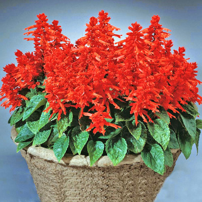 Hạt giống Hoa xác phá.o đỏ VTP79