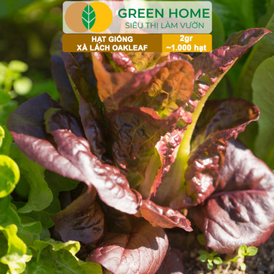 Hạt Giống Xà Lách Oakleaf, Gói 5gr~ 1000 hạt, Dễ Trồng Quanh Năm, Thu Hoạch Nhanh, Năng Suất Cao R22