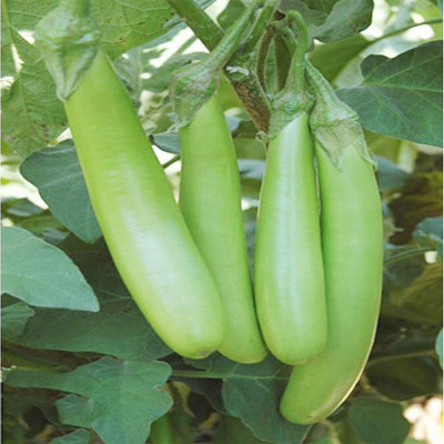 Hạt giống Cà Xanh Mỡ cao sản giống khỏe ngắn ngày năng suất cao VTS194