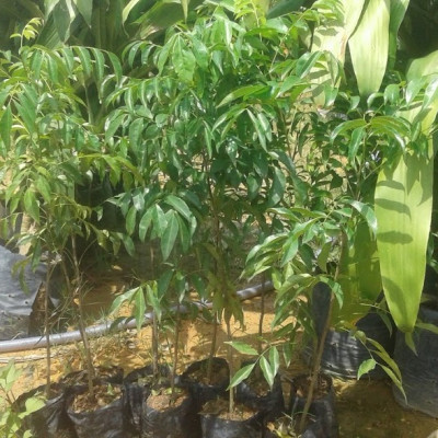 Cây mắc mật chiều cao 30-40cm