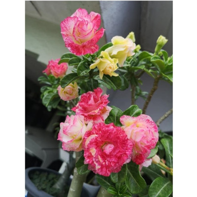 Hạt giống hoa sứ ghép Thái Lan 2 màu vàng hồng nhiều tầng - Bịch 10 hạt – Mã số 2082