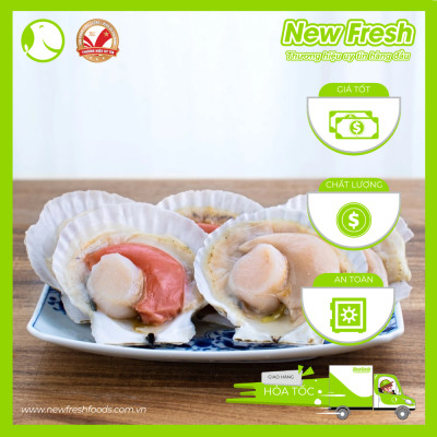 Sò Điệp Nhật Nửa Mảnh Size Nhỏ - Túi 1Kg