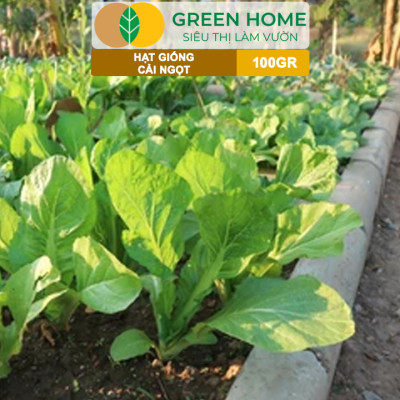 Hạt Giống Rau Cải Ngọt GreenHome, GÓI 100GR, Dễ Trồng, Nảy Mầm Cao, Thu Hoạch, Năng Suất R31