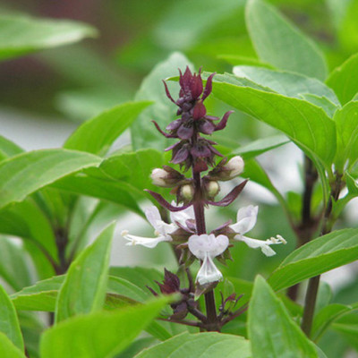 Hạt giống rau quế - húng quế - É Quế gói 5g VTS98