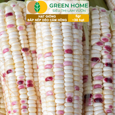 Hạt Giống Bắp Nếp Dẻo Cẩm Hồng, Greenhome, Gói 5GR~30 hạt, Dễ Trồng Quanh Năm, Nảy Mầm Cao, T31