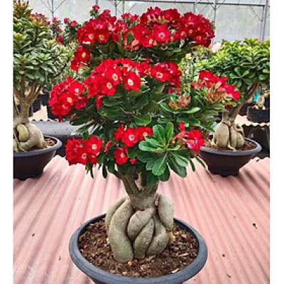 Hạt giống hoa sứ kép Thái Lan - Bịch 10 hạt – Mã số 2042