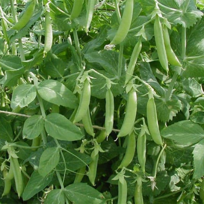 Hạt giống đậu Hà Lan VTS24