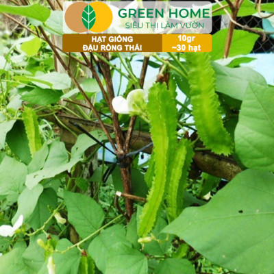 Hạt Giống Đậu Rồng Thái, Greenhome, Gói 10GR~30 hạt, Dễ Trồng Quanh Năm, Nảy Mầm Cao, T35