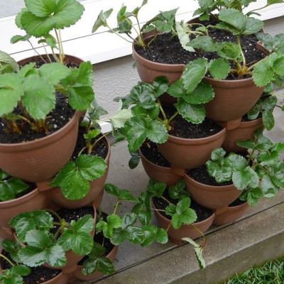 Chậu trồng cây cảnh 03 khoang Yamada 4L làm từ nhựa PP cao cấp cứng cáp, độ bền cao - nội địa Nhật Bản