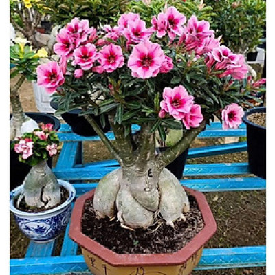 Hạt giống hoa sứ kép Thái Lan - Bịch 10 hạt – Mã số 2040