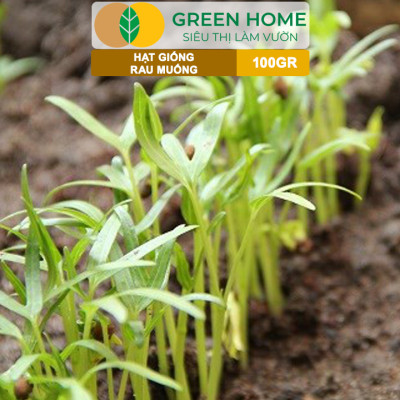 Hạt Giống Rau Muống GreenHome, GÓI 100GR, Dễ Trồng, Nảy Mầm Cao, Thu Hoạch, Năng Suất Cao R28