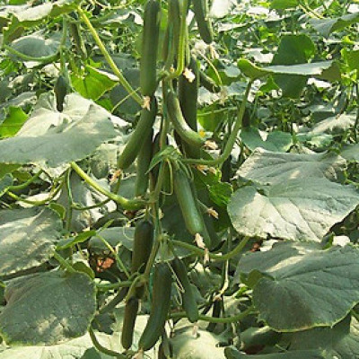 Hạt giống Dưa leo baby F1 tự thụ phấn trái sai ăn giòn ngọt VTP57