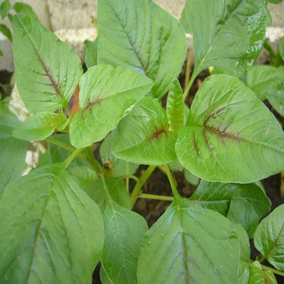 Hạt giống rau dền xanh cao sản lá nhọn VTS34