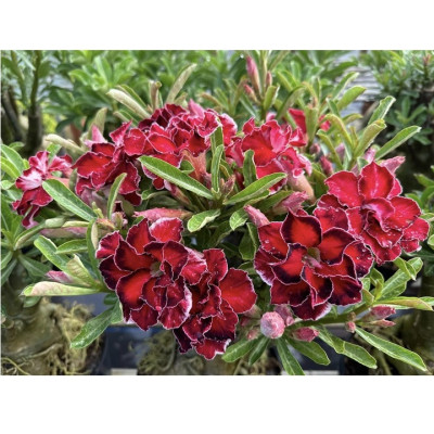 Hạt giống hoa sứ kép Thiên Vương Đài Loan - Bịch 10 hạt – Mã số 2078