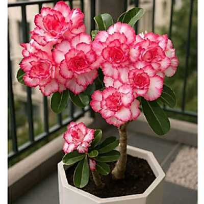 Hạt giống hoa sứ kép Thái Lan - Bịch 10 hạt – Mã số 2041