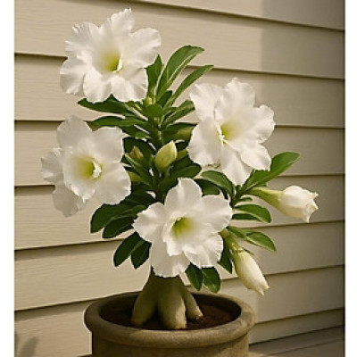 Hạt giống hoa sứ kép Thái Lan - Bịch 10 hạt – Mã số 1582