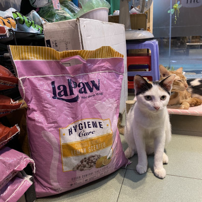 TÚI 20L - CÁT VỆ SINH - ĐẤT SÉT MIX THAN HOẠT TÍNH THƯƠNG HIỆU LAPAW CHO MÈO - BAO BÌ MỚI