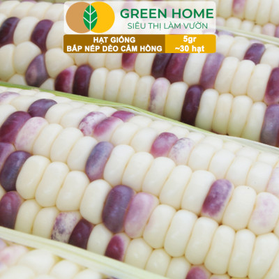 Hạt Giống Bắp Nếp Dẻo Cẩm Hồng, Greenhome, Gói 5GR~30 hạt, Dễ Trồng Quanh Năm, Nảy Mầm Cao, T31