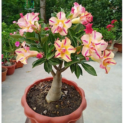 Hạt giống hoa sứ kép Thái Lan - Bịch 10 hạt – Mã số 2048