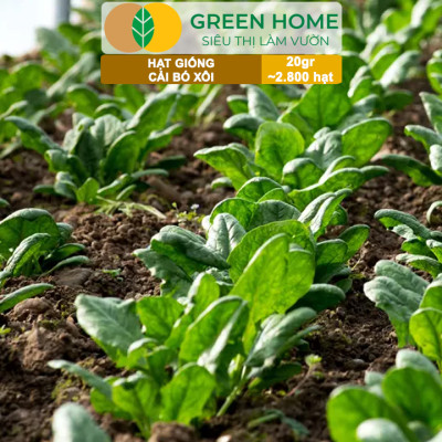 Hạt Giống Rau Cải Bó Xôi GreenHome, Gói 20g~2800 hạt, Dễ Trồng Nảy Mầm Cao, Năng Suất Cao R07