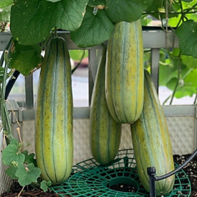 Hạt giống dưa gang - dưa bở cao sản giống khỏe năng suất cao VTP24