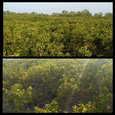 Tinh dầu Tràm Organic hữu cơ 50ml Mộc Mây - tinh dầu thiên nhiên nguyên chất 100% - dùng xông tắm ngừa cảm lạnh, giảm côn trùng cắn đốt cho Bé, Trẻ sơ sinh và Trẻ nhỏ | An toàn cho làn da nhạy cảm của Bé