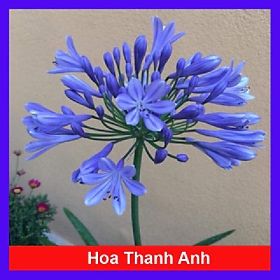 Củ Hoa Thanh Anh - cây cảnh để bàn + tặng phân bón cho cây mau lớn
