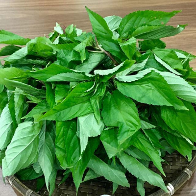 Hạt giống rau đay xanh cao sản VTS37