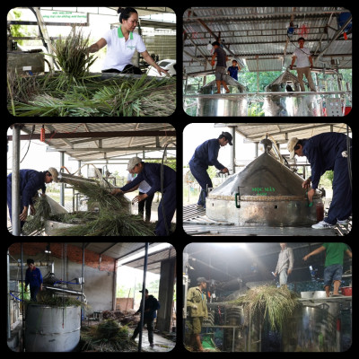 Tinh dầu sả chanh 50ml Mộc Mây - tinh dầu nguyên chất 100% từ thiên nhiên - chất lượng và mùi hương vượt trội