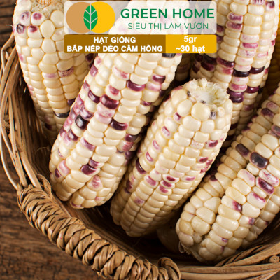 Hạt Giống Bắp Nếp Dẻo Cẩm Hồng, Greenhome, Gói 5GR~30 hạt, Dễ Trồng Quanh Năm, Nảy Mầm Cao, T31
