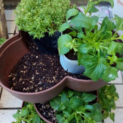 Chậu trồng cây cảnh 03 khoang Yamada 4L làm từ nhựa PP cao cấp cứng cáp, độ bền cao - nội địa Nhật Bản