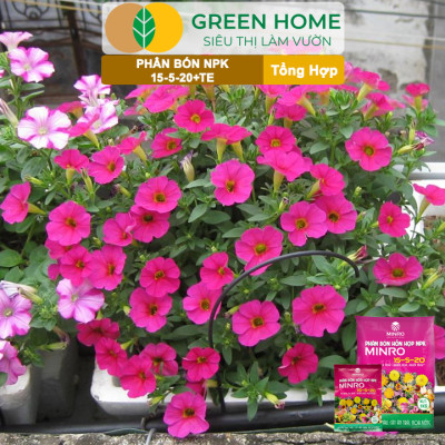 Phân NPK 15-5-20 Greenhome, Minro, Bao 1Kg, Kích Ra Hoa, Tăng Đậu Trái Trên Kiểng, Cây Ăn Trái, Củ