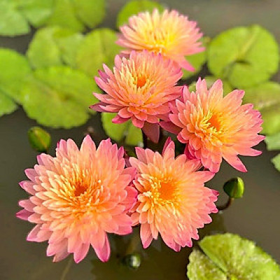 Hạt giống hoa súng Thái Lan Mini màu cam hồng - Bịch 10 hạt - Mã số 2000 120325