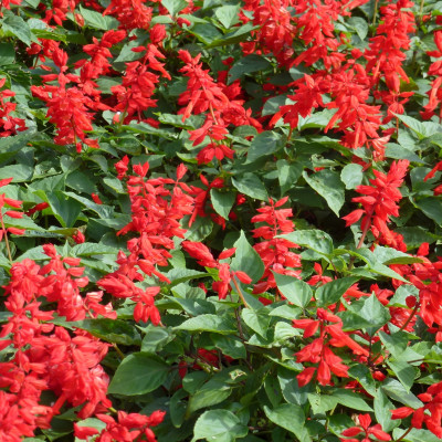 Hạt giống Hoa xác phá.o đỏ VTP79