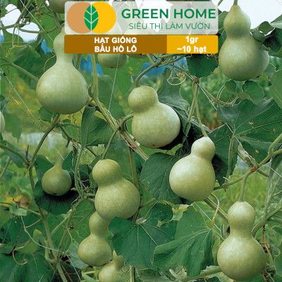 Hạt Giống Bầu Hồ Lô Greenhome, Gói 1g, Dễ Trồng Quanh Năm, Nảy Mầm Cao, Thu Hoạch Nhanh, Năng Suất Cao T11