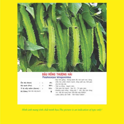 Hạt giống đậu rồng - đậu khế giống khỏe quả sai VTP43