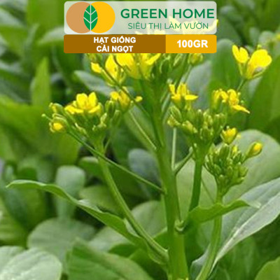 Hạt Giống Rau Cải Ngọt GreenHome, GÓI 100GR, Dễ Trồng, Nảy Mầm Cao, Thu Hoạch, Năng Suất R31