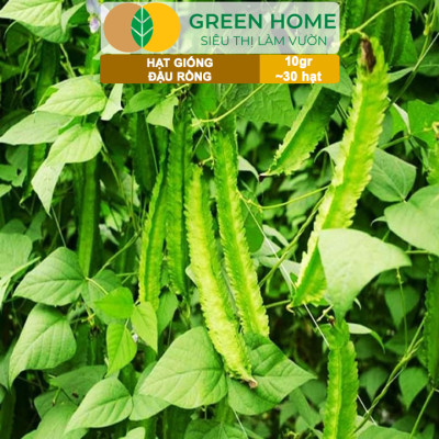 Hạt Giống Đậu Rồng Greenhome, Gói 10gr~30 hạt, Dễ Trồng Quanh Năm, Nảy Mầm Cao, Thu Hoạch Nhanh, Năng Suất Cao T08