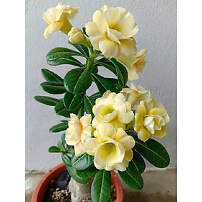 Hạt giống hoa sứ kép Thái Lan - Bịch 10 hạt – Mã số 2044