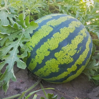 Hạt giống Dưa hấu Baby ruột VÀNG F1 VTP191