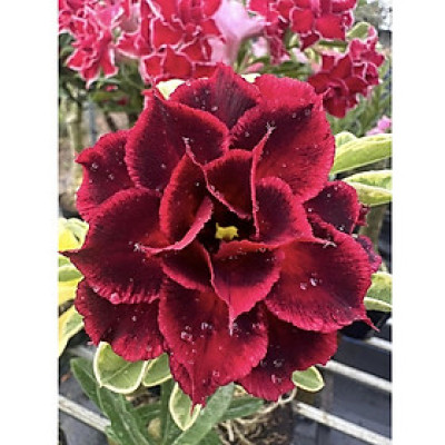 Hạt giống hoa sứ kép Thiên Vương Đài Loan - Bịch 10 hạt – Mã số 2078