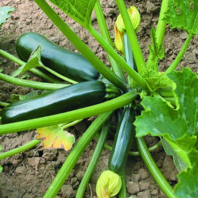 Hạt giống bí ngòi xanh quả dài giống ngắn ngày năng suất cao VTS61