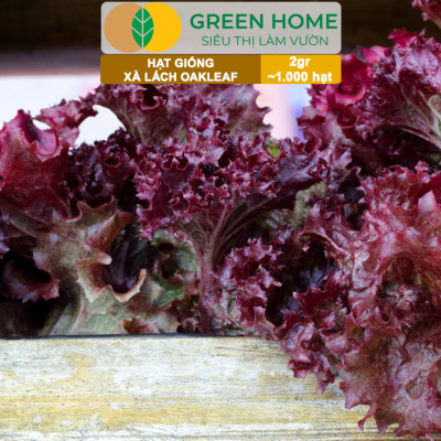 Hạt Giống Xà Lách Oakleaf, Gói 5gr~ 1000 hạt, Dễ Trồng Quanh Năm, Thu Hoạch Nhanh, Năng Suất Cao R22